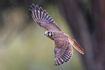 A wild kestrel in a field in Colorado.