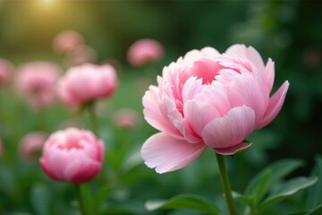Obraz premium Soft focus on pale pink peony flowers in garden, flowers, peonies