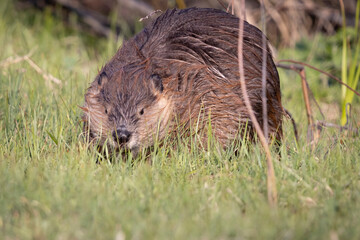 Wild beaver in Grand Teton National Park in Wyoming.