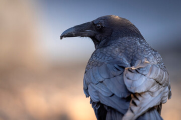 A wild raven in Grand Teton National Park in Wyoming.