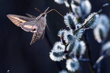 A wild Hummingbird hawk-moth in Grand Teton National Park in Wyoming.