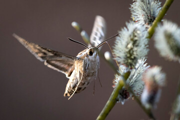 A wild Hummingbird hawk-moth in Grand Teton National Park in Wyoming.