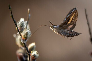 A wild Hummingbird hawk-moth in Grand Teton National Park in Wyoming.