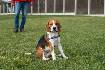 chien beagle assis dans un parc extérieur fermé, avec son maître en arrière plan