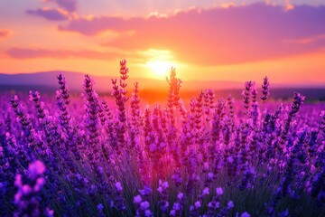A colorful sunrise over a field of lavender in full bloom