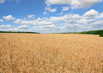 Field wheat in period harvest on a background of blue sky with clouds