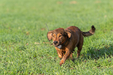 Jagdhund- Alpenländische Dachsbracke © Klaus