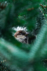 A sparrow perched on a green pine branch, photographed through the branches of the tree. Passer domesticus. Winter weather.