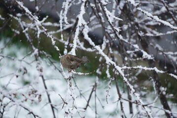 A sparrow is perched on a branch of a tree covered in snow. It is snowing. Passer domesticus....