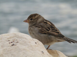 A small sparrow photographed on the beach with the sea in the background. Close-up. Passer domesticus.