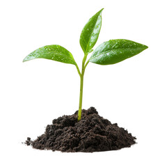 Emerging seedling showing the early stages of growth against a dark backdrop