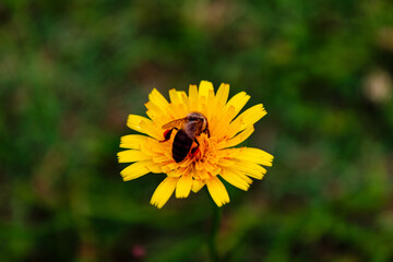 Bee on flower, dandelion