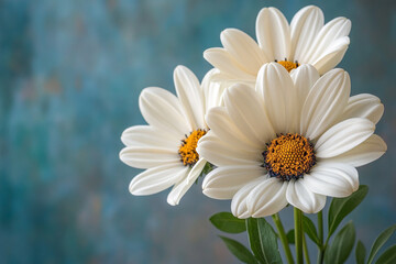 Obraz premium Three White Daisies Against A Teal Background