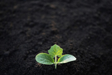 Small Pumpkin sprouting macro closeup