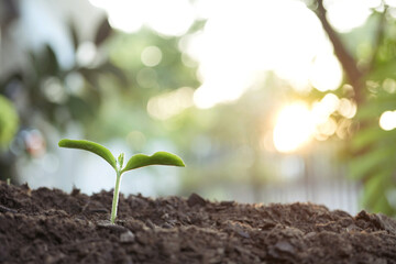 Small growing plant sprouting macro closeup, backyard gardening