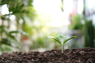 Small growing plant sprouting macro closeup, backyard gardening