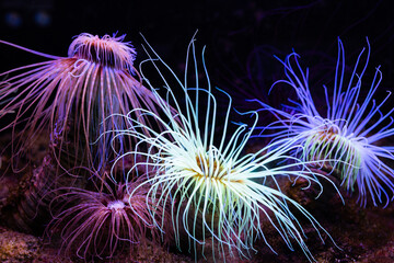 Glowing Tube Anemones in a Dark Underwater Setting