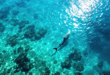 Shark swimming in clear turquoise water. Aerial view of marine life in tropical ocean.