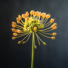 Galbanum Flower Studio Shoot - Exotic Botanical Photography for Perfume Ingredient Campaigns