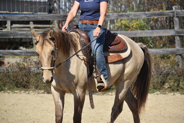 Horse