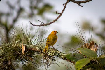 yellow bird