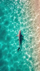 Shark swimming in clear turquoise water. Aerial view of marine life in tropical ocean.