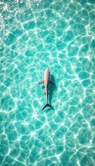 Shark swimming in clear turquoise water. Aerial view of marine life in tropical ocean.