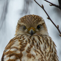 A close encounter with an adorable little Merlin 