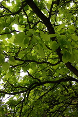 Verdant Canopy: A Glimpse Through Lush Greenery