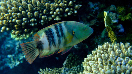 Broomtail wrasse (Cheilinus lunulatus) undersea, Red Sea, Egypt, Sharm El Sheikh, Montazah Bay