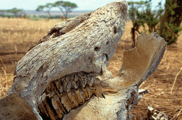 Eléphant d'Afrique, Loxodonta africana, Braconnage, crane, Parc national du Tarangire, Tanzanie