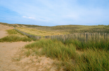 protection des dunes, Oyat, ammophila arenaria, Bretagne, 29, Finistere, France