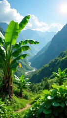Obraz premium Majestic banana plants in mountainous terrain amidst lush green surroundings, scenery, nature, plants