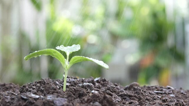 watering small growing Cantaloupe sprout plant growing
