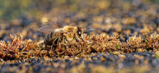 A closeup photo shows a bee foraging on a mossy surface in natures serene beauty