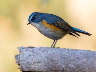 森の中で枯れ木に留まって周りを見渡しているルリビタキの雄
