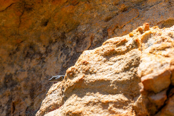 Agama sitting on a rock near Eselbank in the Cederberg, Western Cape of South Africa
