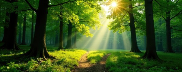 Obraz premium Sunlight filtering through forest canopy, casting dappled shadows, serene, shadows