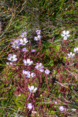 Drosera cistiflora in the northern Cederberg in te Western Cape of South Africa