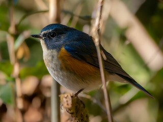 森の中の木陰で枯れ木に留まって周りを見渡しているルリビタキの雄