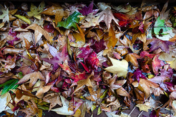 Autumn leaves fallen to the ground.