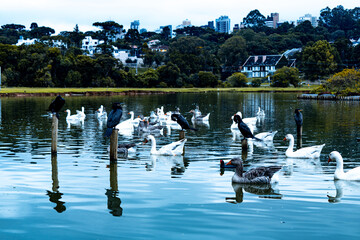 Ducks on the lake