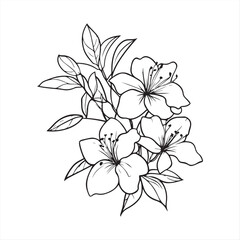 Cluster of Azalea Flowers , Detailed Botanical Line Drawing isolated vector on white background 
