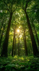 Obraz premium Sunlight streams through the tall trees in a vibrant summer forest, creating a magical atmosphere filled with lush greenery and a sense of tranquility. Nature thrives in this serene landscape