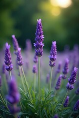 Fototapeta premium A lone lavender bush in full bloom amidst a quiet landscape, garden, lavender, calm