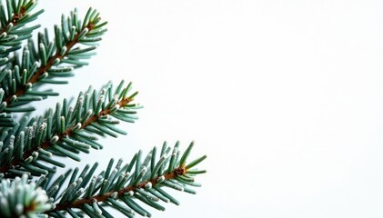 Fir branches against white background, isolated on all sides, frost, snow, christmas trees