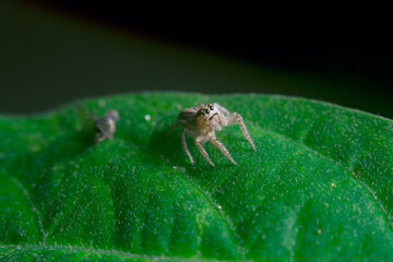 Small jumping spider standing on a vibrant green leaf