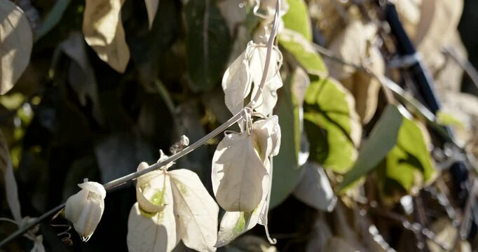 Frost Damage to Purple Passion Flower Vine due to harsh winter conditions in the tropics.