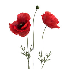 Obraz premium Red Poppies on Black Background