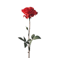 Obraz premium Single Red Rose on a Black Background